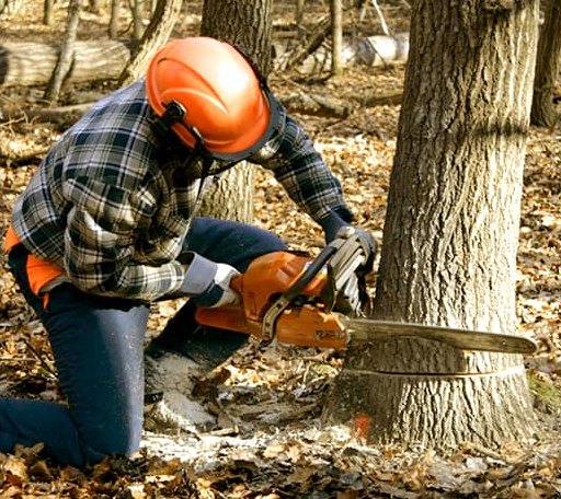 Tree Removal in Amity, PA